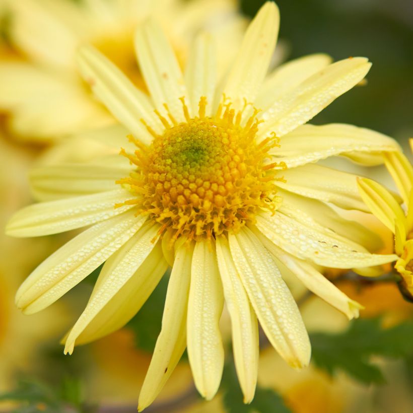 Chrysanthemum arcticum Schwefelglanz, Marguerite (Flowering)