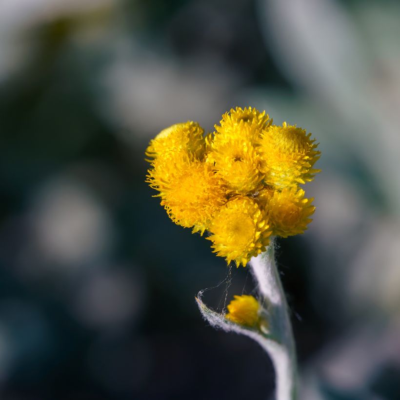 Chrysocephalum apiculatum Korma - Immortelle  (Flowering)