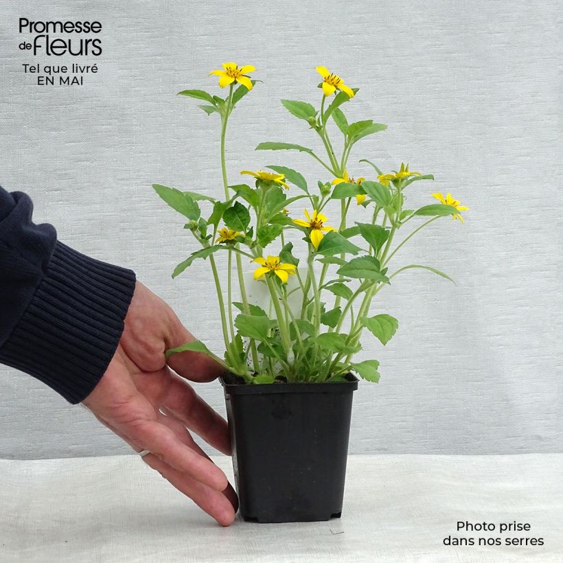 Example of Chrysogonum virginianum - Genou doré Godet de 8/9 cm as you get in printemps