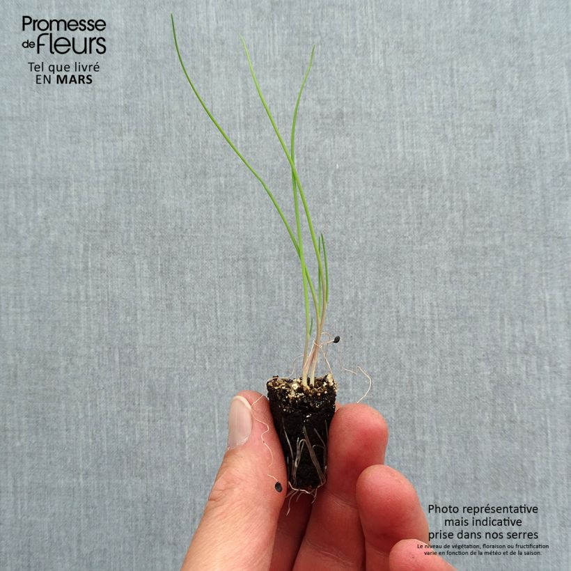 Spécimen de Ciboule commune rouge en plants Mini-motte Ø 1,5/2,5 cm, Livré en plant vert d'une hauteur de 5 à 10 cm tel que livré au printemps