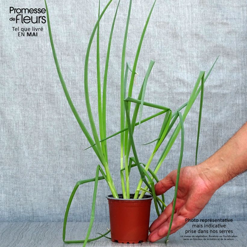 Spécimen de Ciboule commune rouge en plants Pot de 10 cm/11cm tel que livré au printemps
