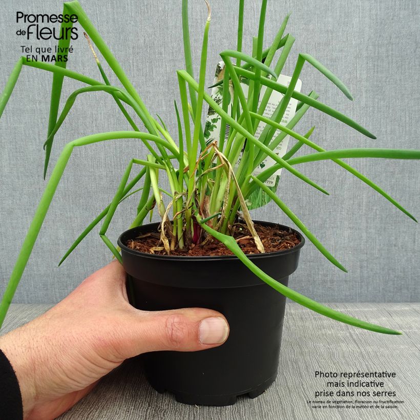 Spécimen de Ciboule ou Cive - Allium fistulosum Pot de 1,5L/2L tel que livré au printemps