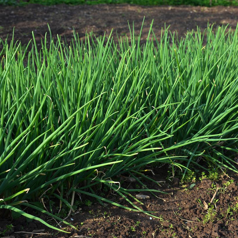 Ciboulette Appétits (Port)