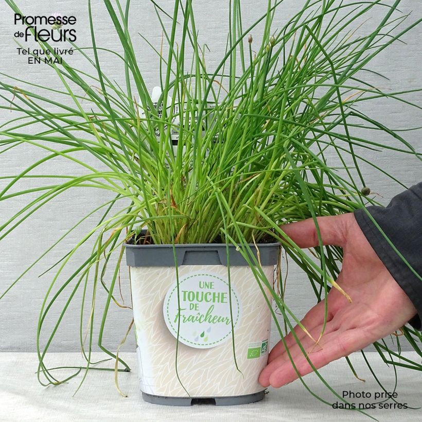 Spécimen de Ciboulette - Civette en plant BIO Pot de 2L/3L tel que livré au printemps