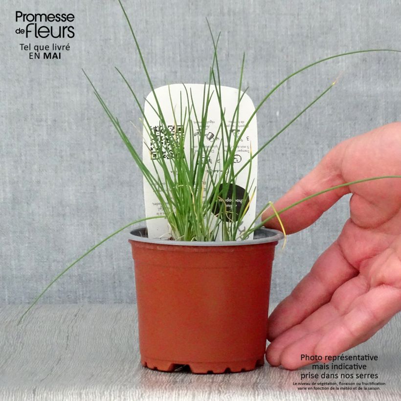Spécimen de Ciboulette - Civette en plant BIO Pot de 10 cm/11cm tel que livré au printemps