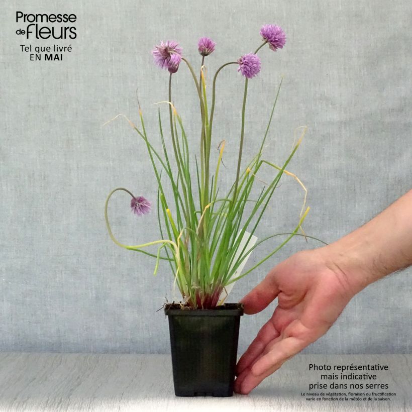 Spécimen de Ciboulette Rising Star - Allium schoenoprasum Godet de 8/9 cm tel que livré au printemps