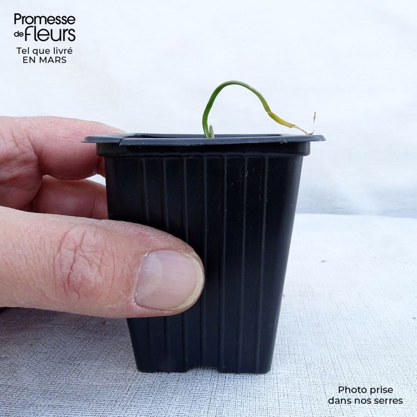 Example of Ciboulette de Chine - Allium tuberosum Godet de 7/8 cm as you get in printemps