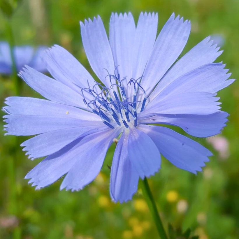 Cichorium intybus - Chicorée sauvage (Floraison)