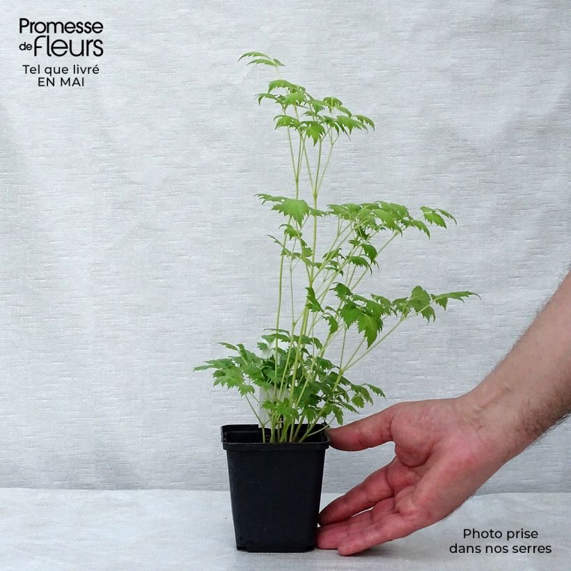 Spécimen de Cierge d'argent, Cimicifuga, Actaea matsumurae White Pearl Godet de 8/9 cm tel que livré au printemps