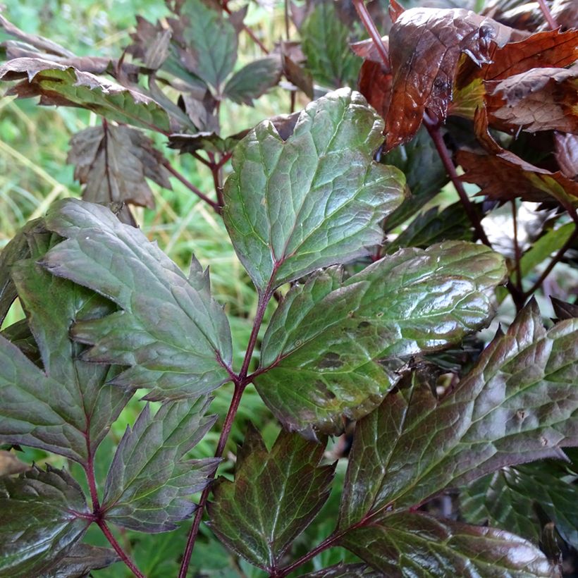 Cierge d'argent - Cimicifuga, Actaea simplex Atropurpurea (Foliage)
