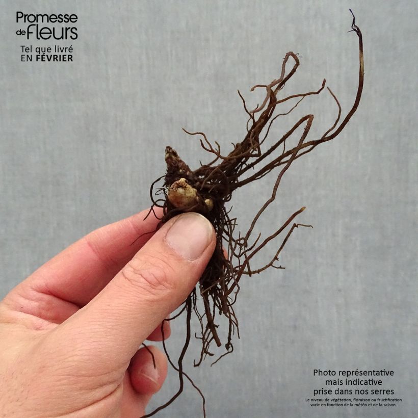 Spécimen de Cierge d'argent - Cimicifuga, Actaea simplex Chocoholic Racines nues, Qualité premium tel que livré en hiver