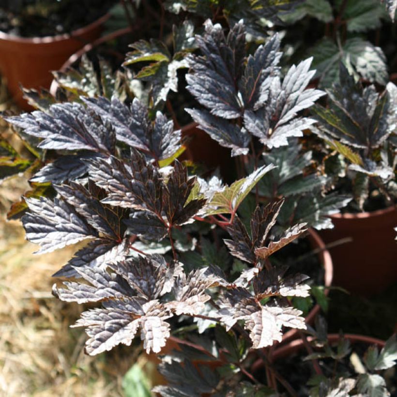 Cierge d'argent, Cimicifuga, Actaea simplex Brunette (Foliage)