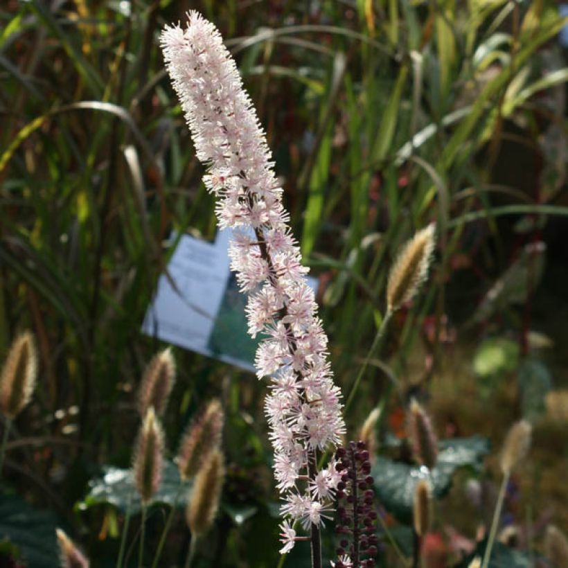 Cierge d'argent, Cimicifuga, Actaea simplex Brunette (Flowering)