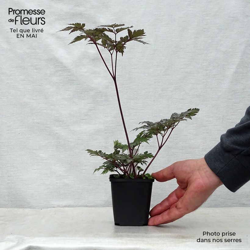 Spécimen de Cimicifuga Carbonella - Actaea simplex Godet de 8/9 cm tel que livré au printemps