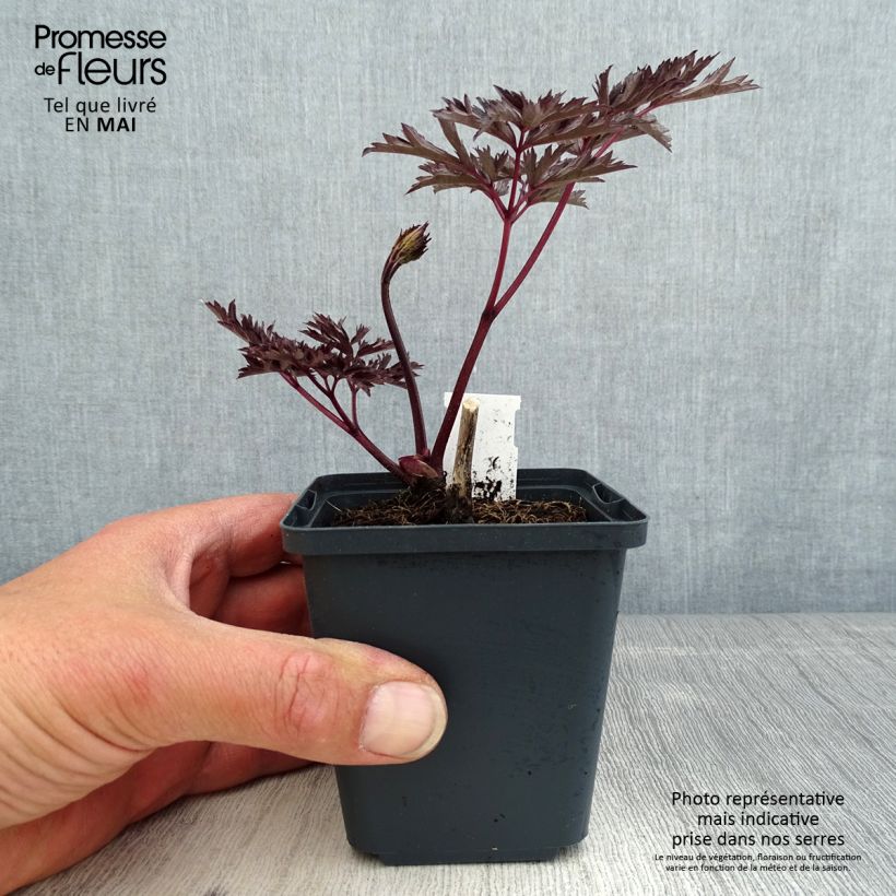 Spécimen de Cimicifuga James Compton - Actaea simplex Godet de 8/9 cm tel que livré au printemps