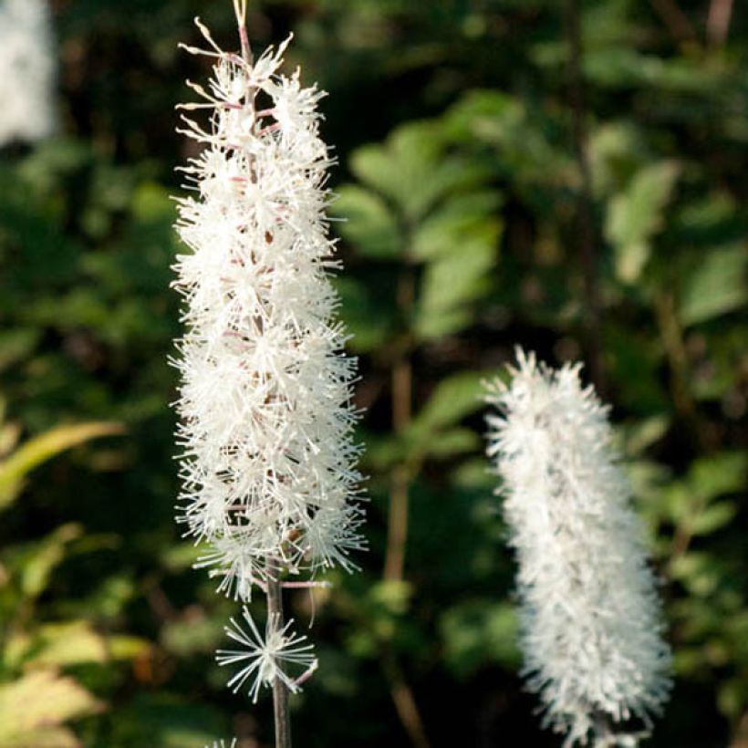 Cierge d'argent - Cimicifuga, Actaea simplex Atropurpurea (Flowering)