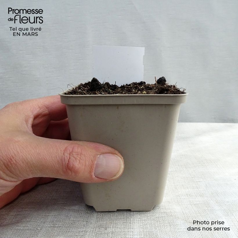 Spécimen de Cimicifuga racemosa - Cierge d'argent Godet de 8/9 cm tel que livré au printemps