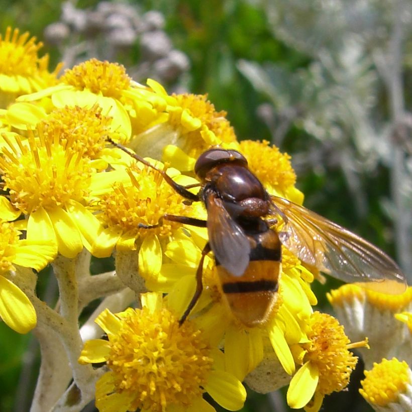 Cinéraire maritime Silver Dust Minimotte (Flowering)