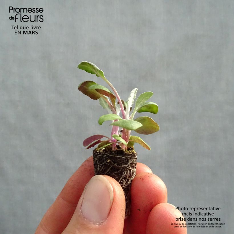 Example of Cinéraire maritime Silver Dust Minimotte Mini-motte Ø 1,5/2,5 cm, Plant vert de 3 à 5 cm de haut environ as you get in printemps