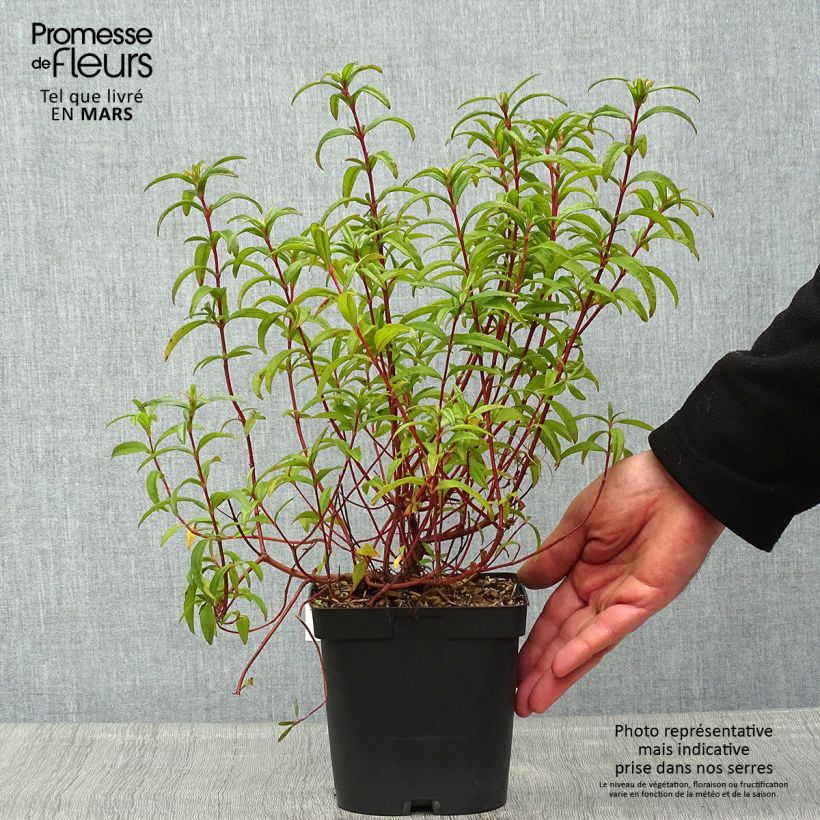 Example of Ciste du Portugal - Cistus x lusitanicus Decumbens Pot de 2L/3L as you get in printemps