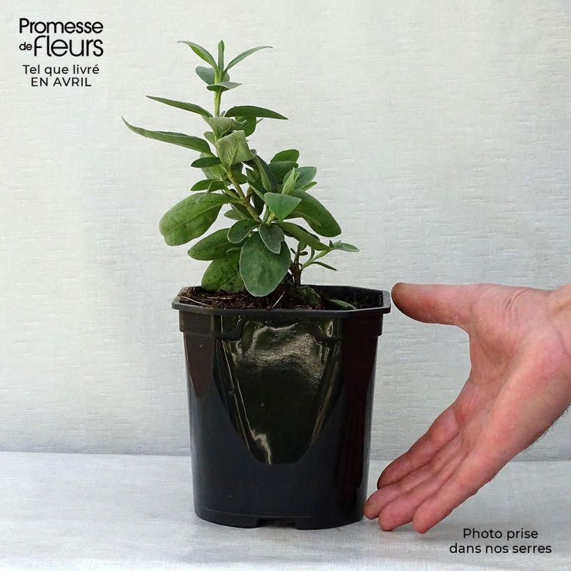 Example of Ciste Silver Pink - Cistus argenteus Pot de 2L/3L as you get in printemps