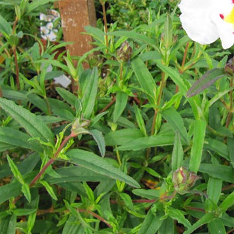 Cistus (x) loretii - Ciste à feuilles étroites (Feuillage)