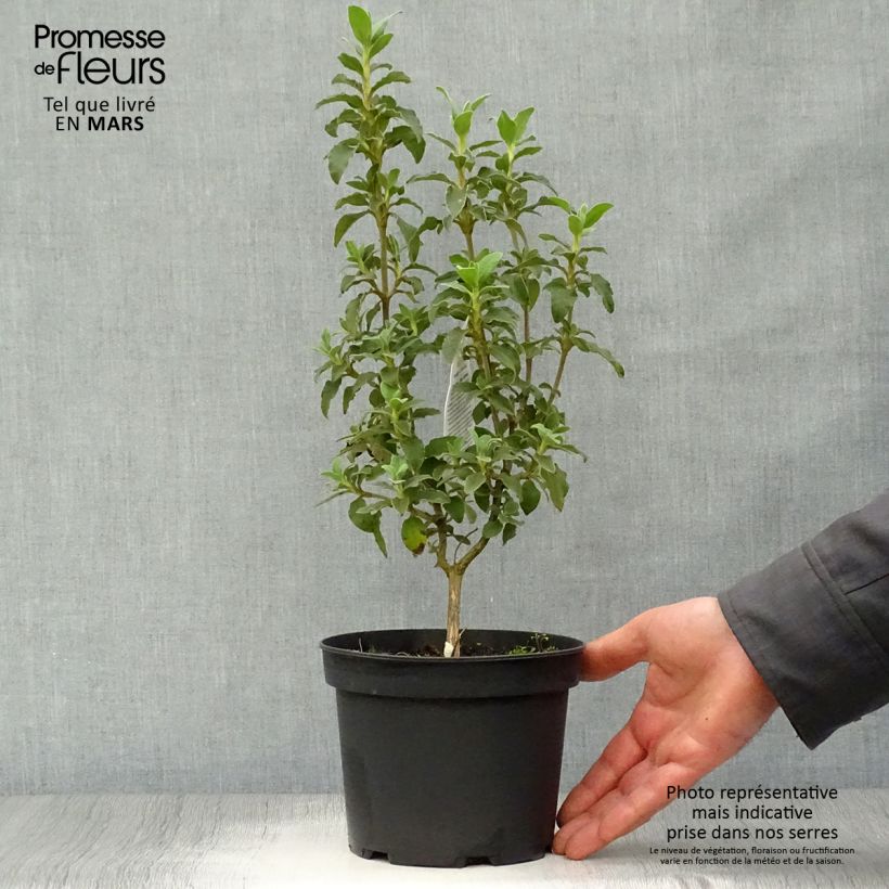 Example of Cistus argenteus Peggy Sammons - Ciste hybride Pot de 2L/3L as you get in printemps