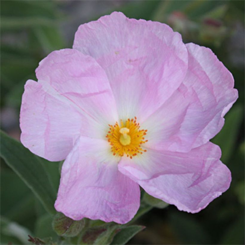 Cistus argenteus Peggy Sammons - Ciste hybride (Flowering)