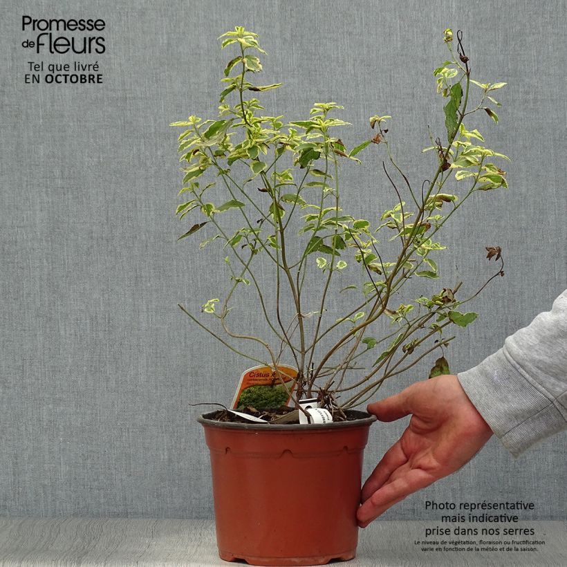 Spécimen de Cistus corbariensis Rospico - Ciste des Corbières panaché. Pot de 2L/3L tel que livré en automne