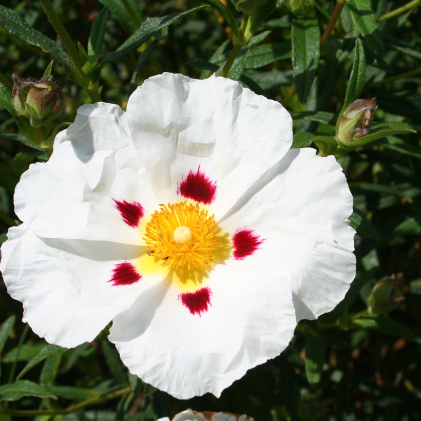 Cistus x dansereaui Jenkyn Place - Ciste hybride (Flowering)