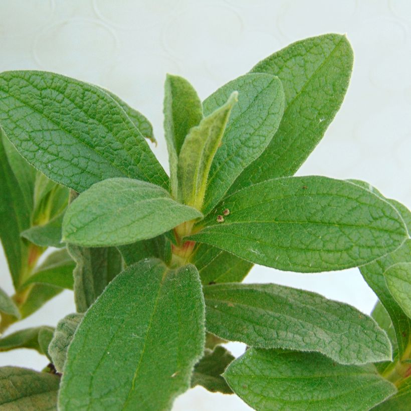 Cistus pulverulentus - Ciste pulvérulent (Foliage)