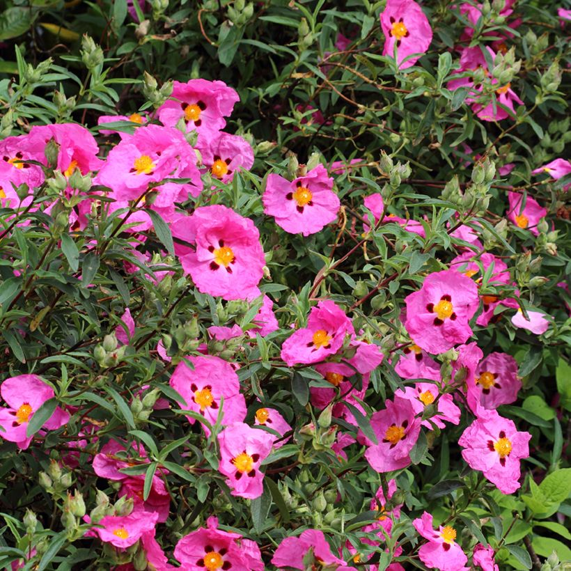 Cistus purpureus - Ciste pourpre (Floraison)