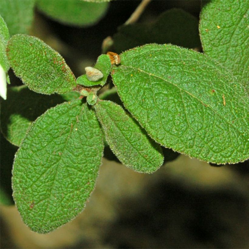 Cistus salviifolius - Ciste à feuilles de sauge (Foliage)