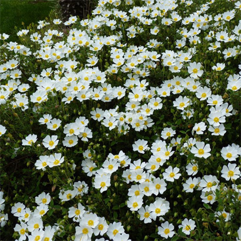 Cistus salviifolius - Ciste à feuilles de sauge (Flowering)
