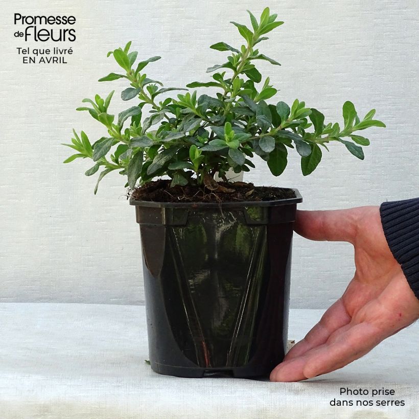 Example of Cistus salviifolius - Ciste à feuilles de sauge Pot de 2L/3L as you get in printemps