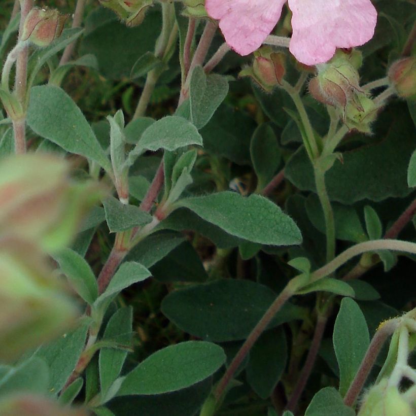Ciste Silver Pink - Cistus argenteus (Foliage)