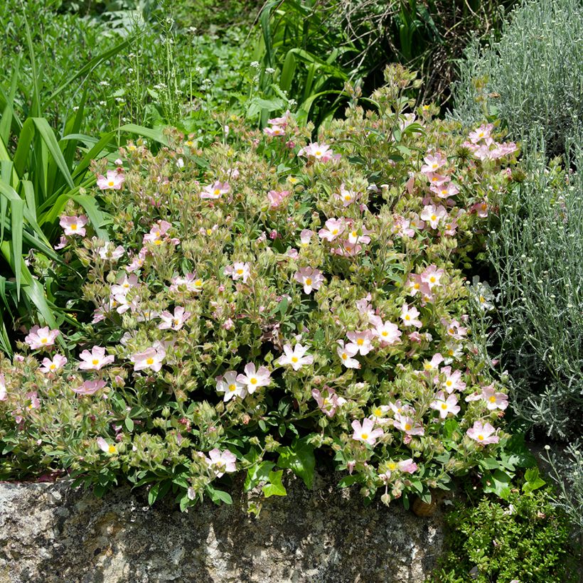 Cistus Grayswood Pink - Ciste hybride (Port)