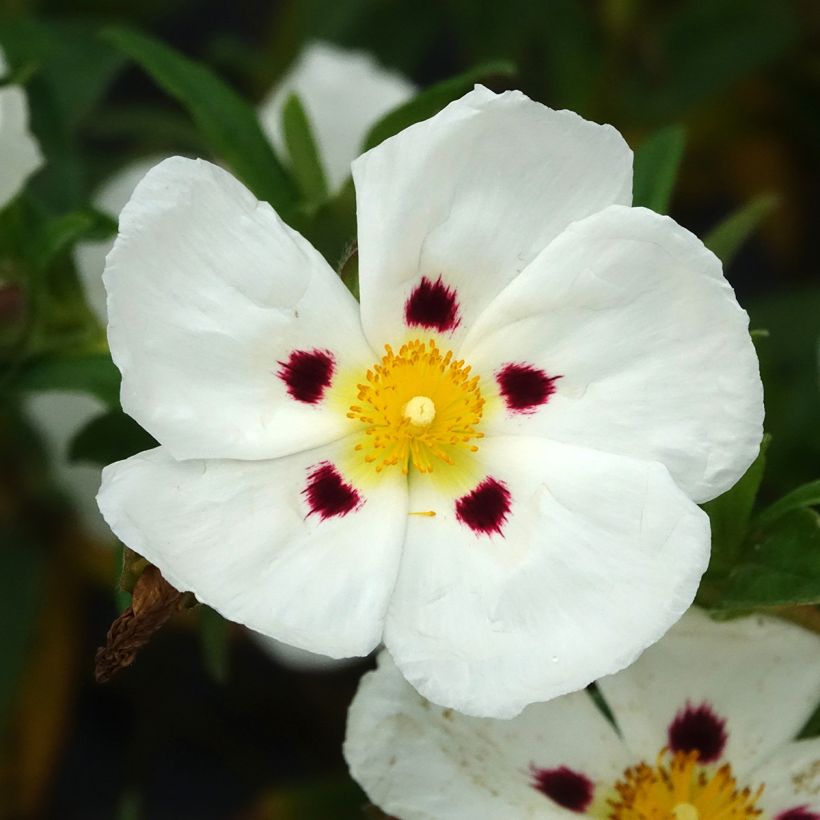 Cistus (x) loretii - Ciste à feuilles étroites (Floraison)