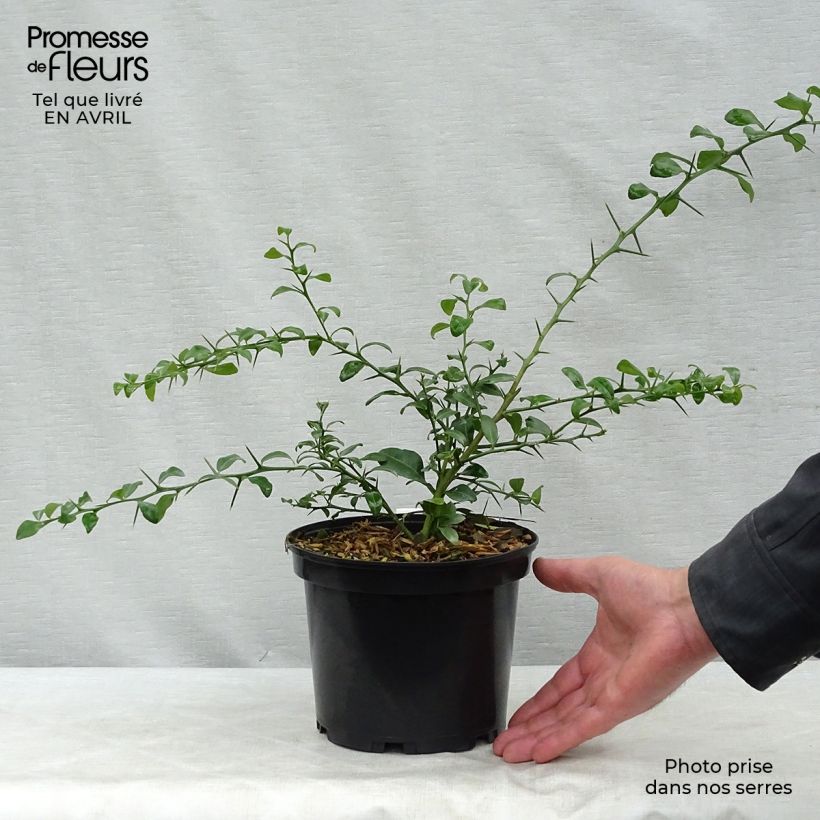 Spécimen de Citron caviar grains verts - Microcitrus australasica Pot de 2L/3L, Buisson tel que livré au printemps