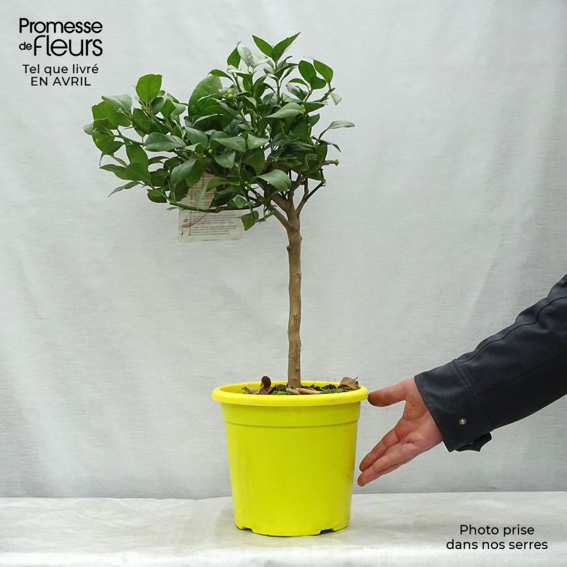 Spécimen de Citron rouge - Citrus Volkameriana ou Rangpur Pot de 4L/5L, 1/4 de tige tel que livré au printemps