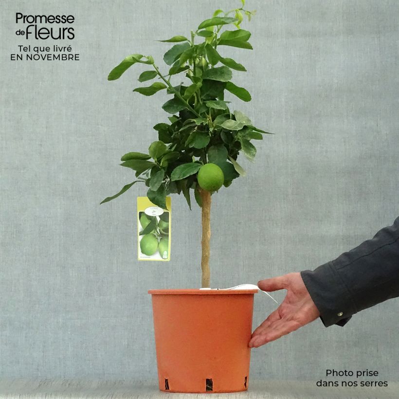 Spécimen de Citron vert Red Lime - Citrus aurantifolia Pot de 4L/5L, 1/4 de tige tel que livré en automne
