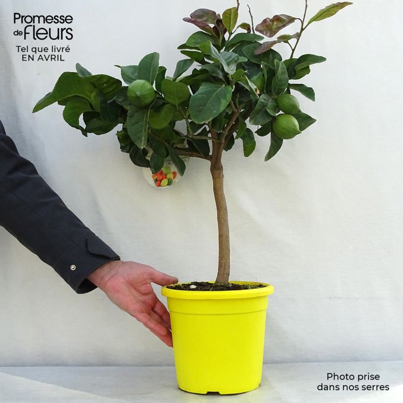 Spécimen de Citronnier - Citrus limon Femminello Carrubaro Pot de 4L/5L, 1/4 de tige tel que livré au printemps