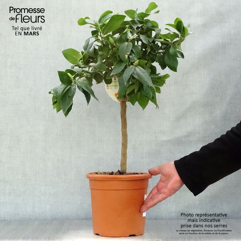 Spécimen de Citronnier - Citrus limon Femminello Incappucciato Pot de 4L/5L, 1/4 de tige tel que livré au printemps