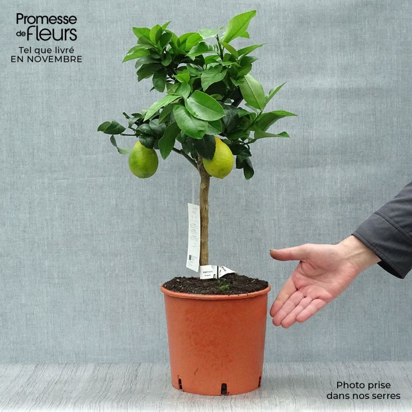 Spécimen de Citronnier Meyer - Citrus x meyeri Pot de 4L/5L, 1/4 de tige tel que livré en automne
