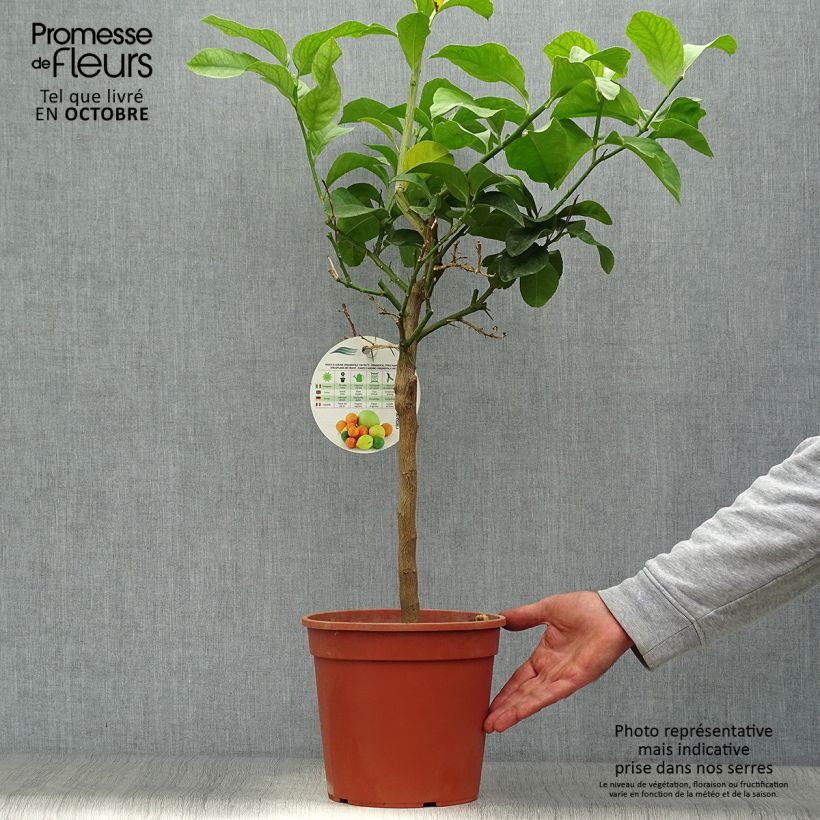 Spécimen de Citronnier de Syracuse - Citrus limon Femminello Siracusano Pot de 4L/5L, 1/4 de tige tel que livré en automne