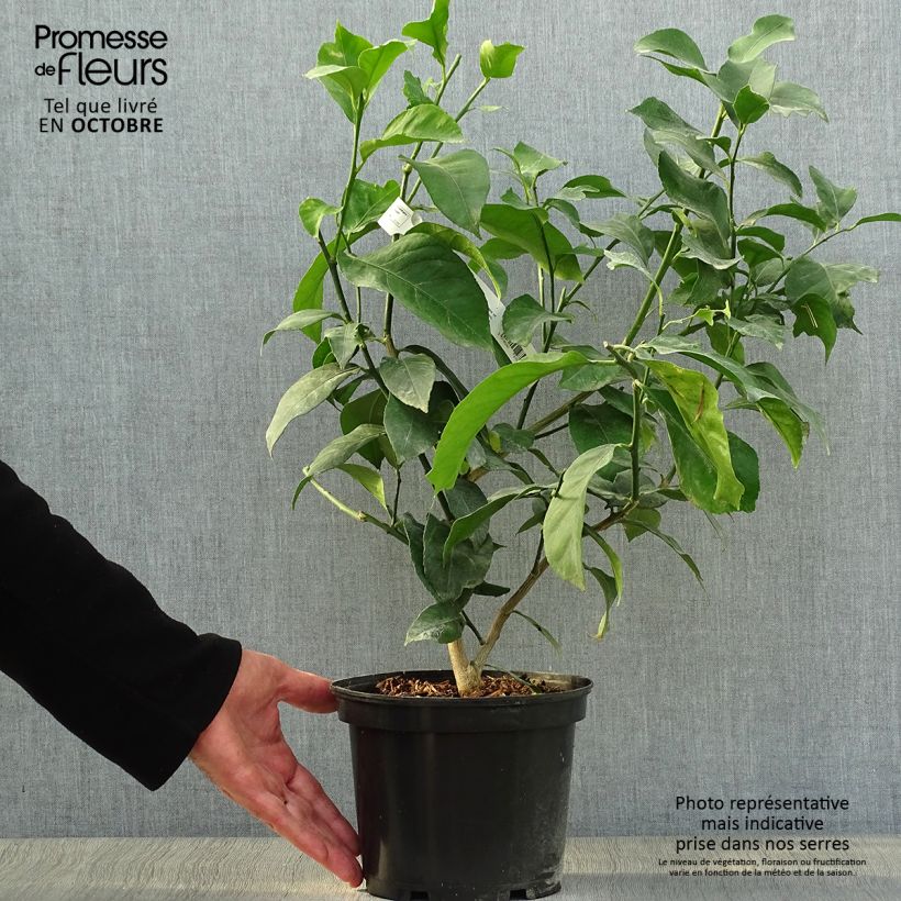Spécimen de Citronnier des 4 saisons - Citrus limon Pot de 2L/3L, Buisson tel que livré en automne
