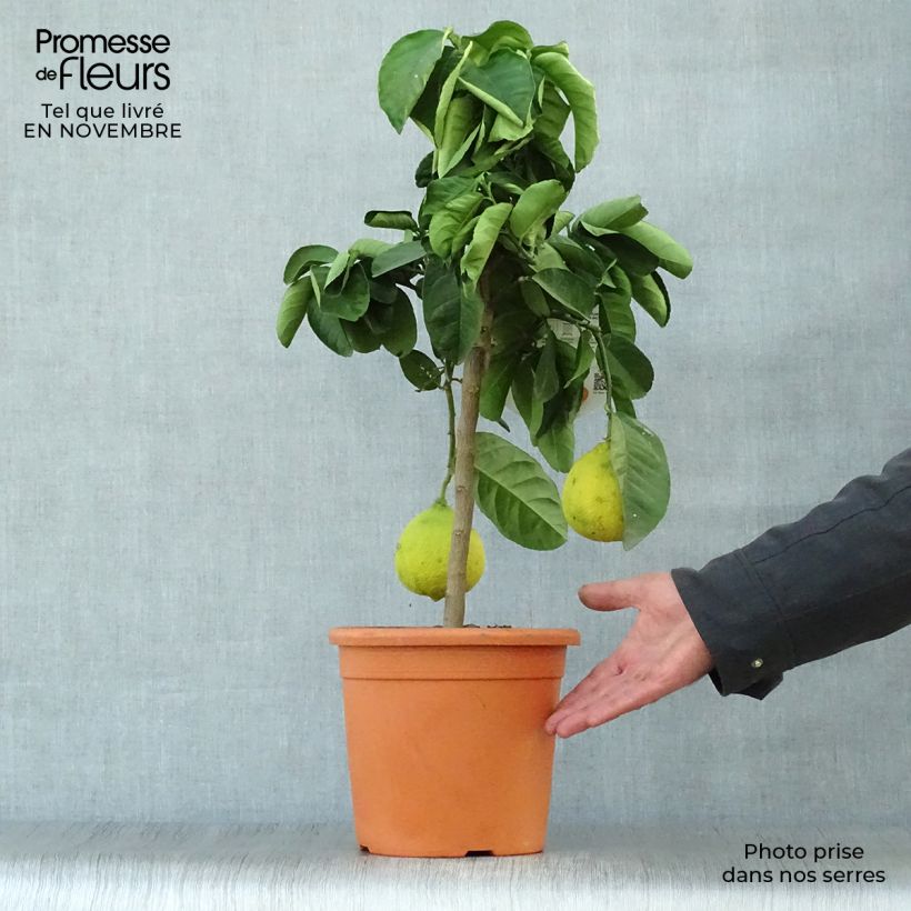 Spécimen de Citrus Lipo - Citrus limon x Citrus paradisi Pot de 4L/5L, 1/4 de tige tel que livré en automne