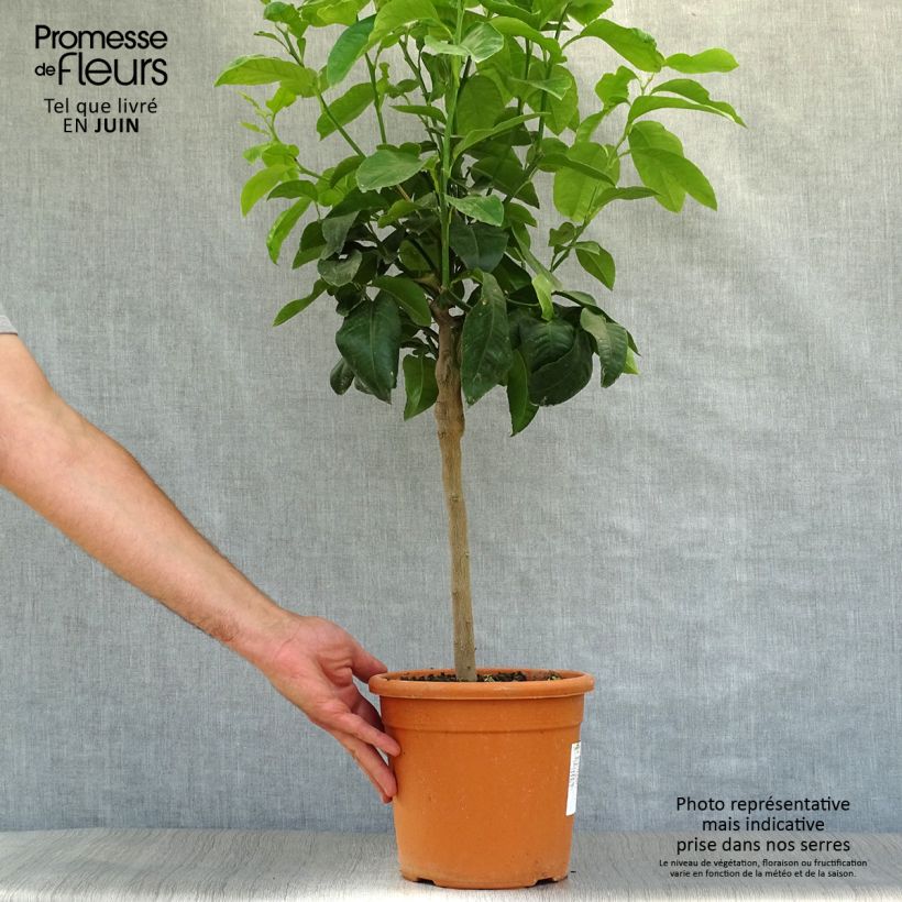 Spécimen de Citrus medica Maxima - Cédrat Maxima Pot de 4L/5L, 1/4 de tige tel que livré en été