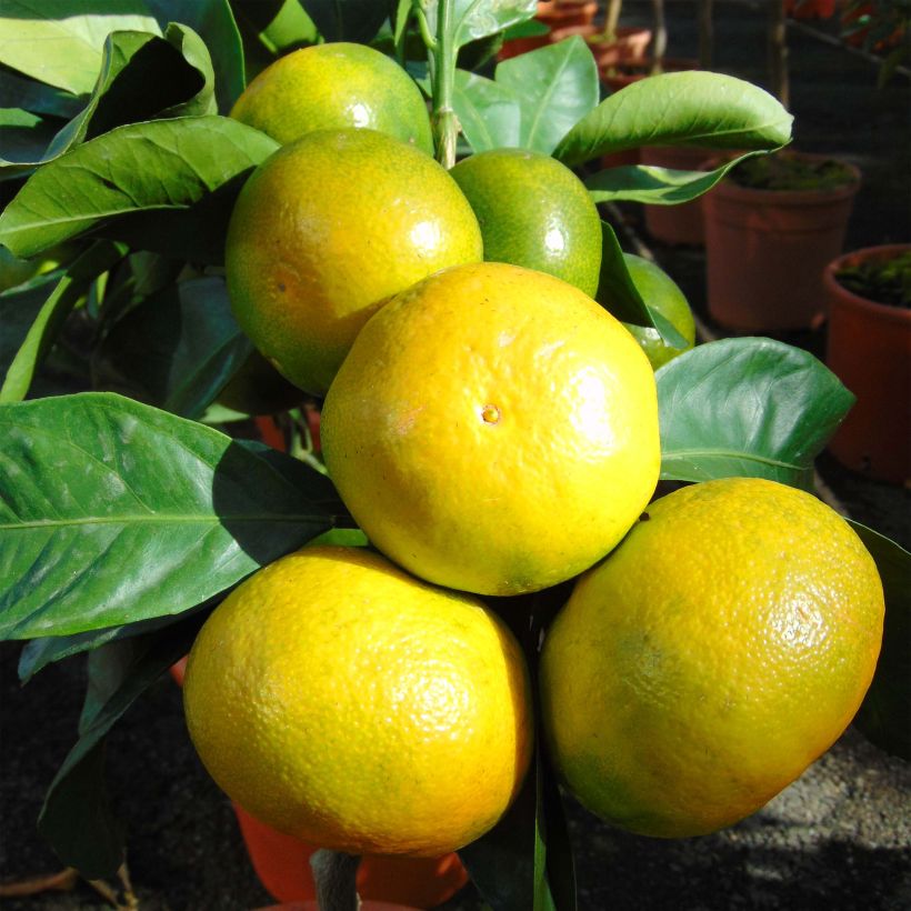 Mandarinier Satsuma - Citrus unshiu (Harvest)