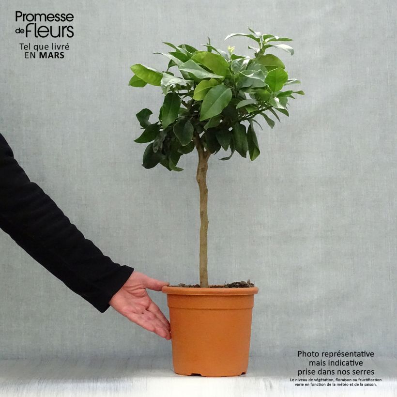 Example of Citrus medica Maxima - Cédrat Maxima Pot de 4L/5L, 1/4 de tige as you get in printemps